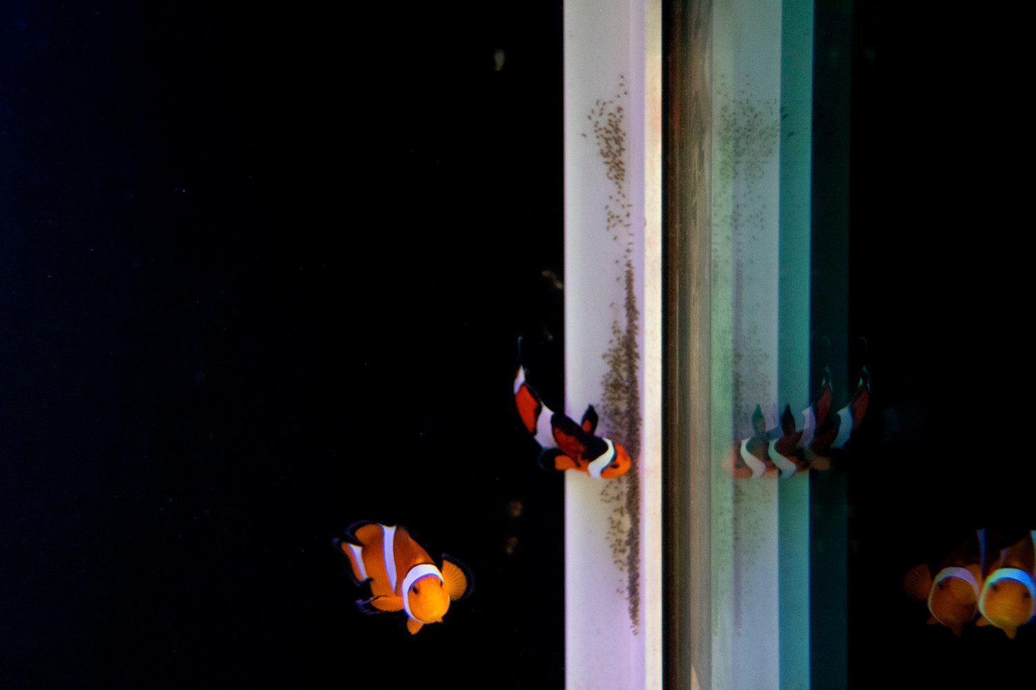 Image for 'Sea Life Facility Clownfish Hatchlings Prove Aggieland Doesn’t Stop At The Water’s Edge' article.