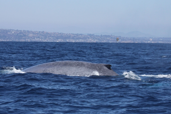 Blue whale surfacing near Catalina Island in California