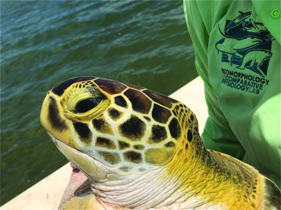 Gulf Center for Turtle Research
