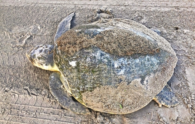 A nesting Kemp's ridley sea turtle