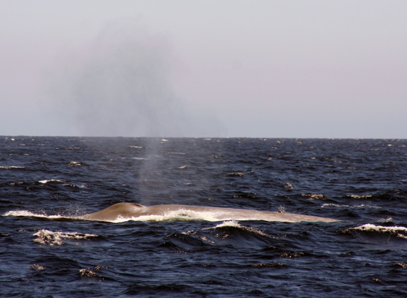A blue whale exhaling off the California Coast. 