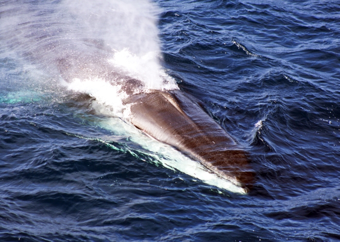 Dr. Širović captured a fin whale breaching the water during an expedition. 