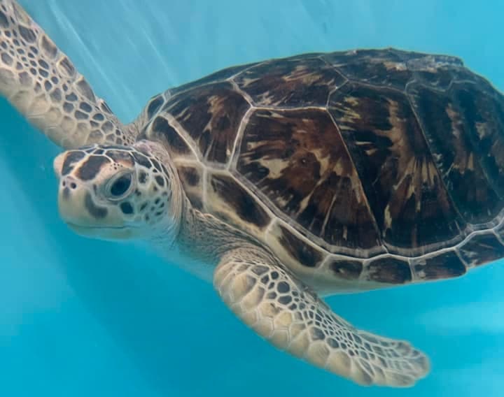 Image for 'Saving Sea Turtles: Slash's Story' article.