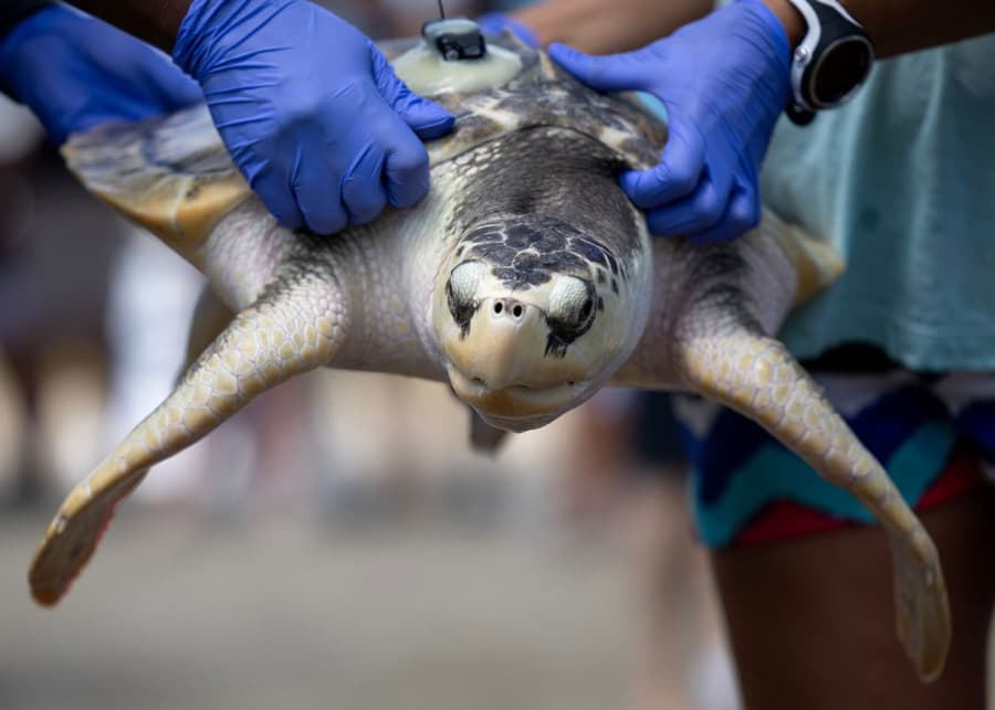 Image for 'Texas A&M-Galveston Returns Rare Sea Turtle To Gulf Of Mexico' article.