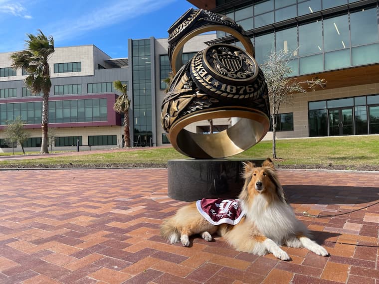 Photo of Reveille X sitting in front of the new Aggie Ring Statue