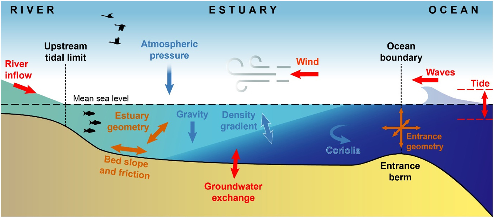 Coastal and Estuarine Dynamics